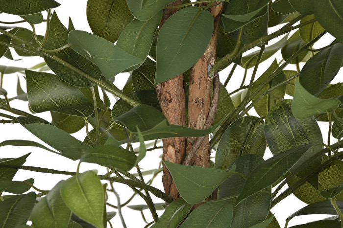 Árbol ficus polietileno brillo (75 cm) - Imagen 4